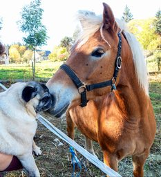 Horse And Me
